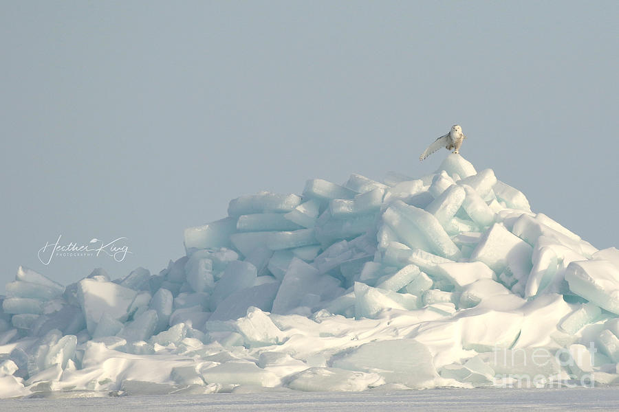 Queen of her ice castle Photograph by Heather King