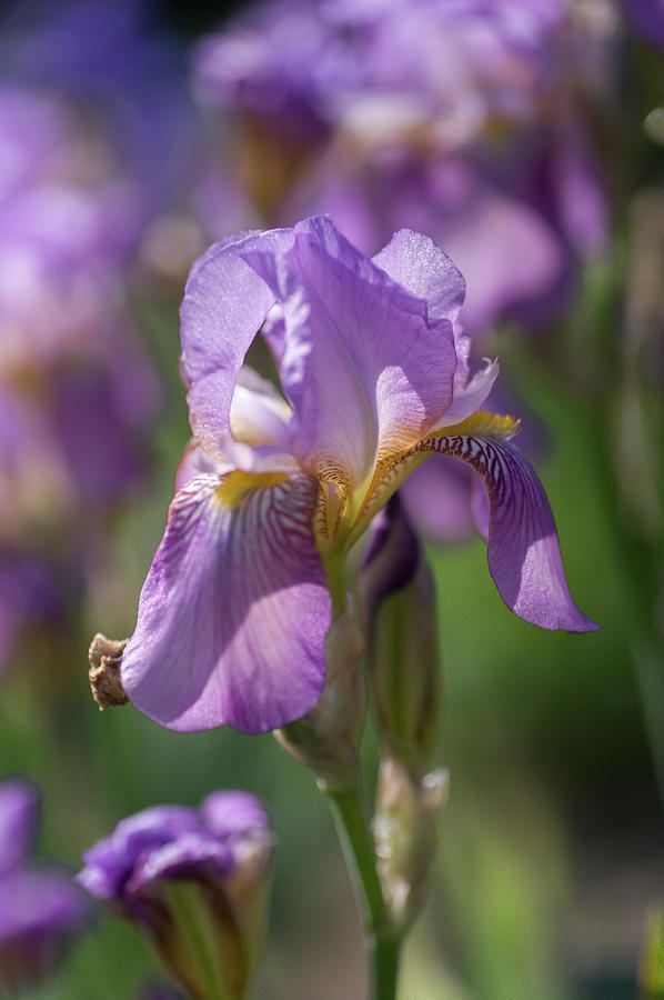 Queen of May. The Beauty Of Irises Photograph by Jenny Rainbow