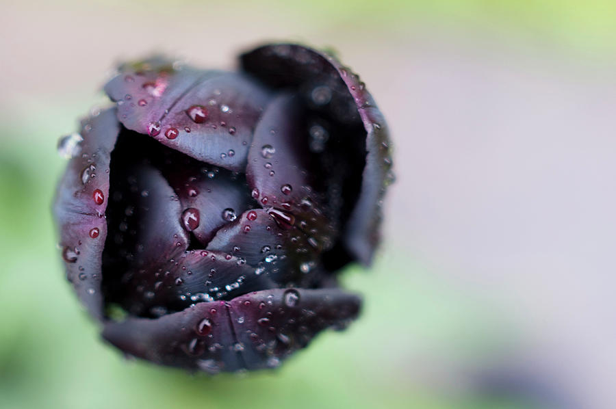 Queen Of Night Tulip Photograph by Caroline Sale