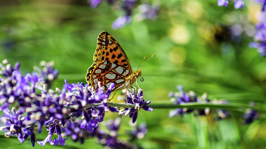 Queen Of Spain Fritillary In Profile On The Blue Lavender Photograph