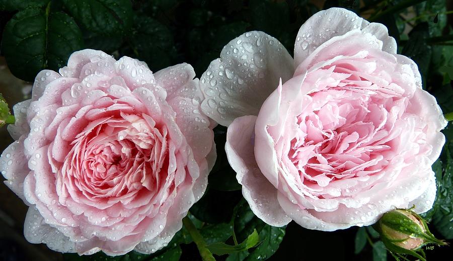 Rose Photograph - Queen Of Sweden Roses by Will Borden