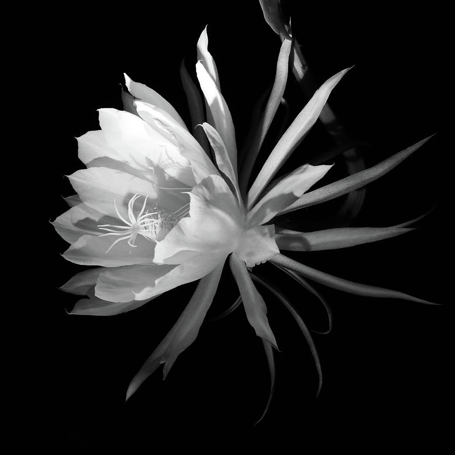 Flower Photograph - Queen of the Night by Robin Street-Morris Flower Photograph - Queen of the Night by Robin Street-Morris