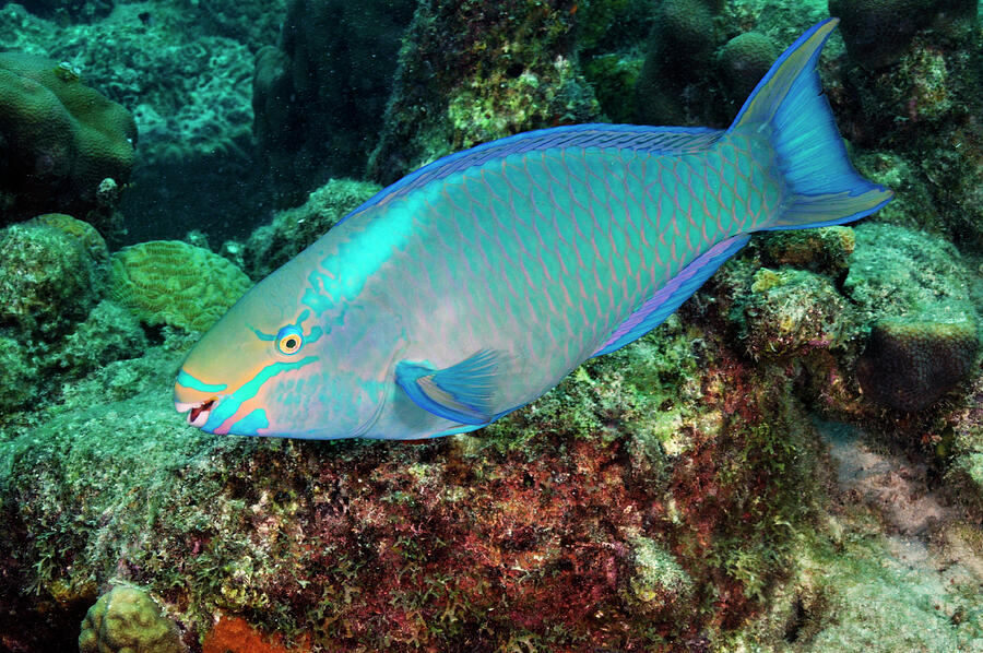 Queen Parrotfish , Terminal Phase - Male, On Coral Reef. Photograph by ...