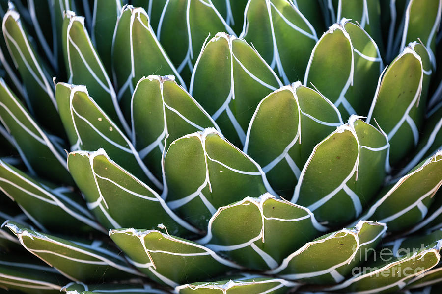 Pattern Photograph - Queen Victoria Agave by Eva Lechner