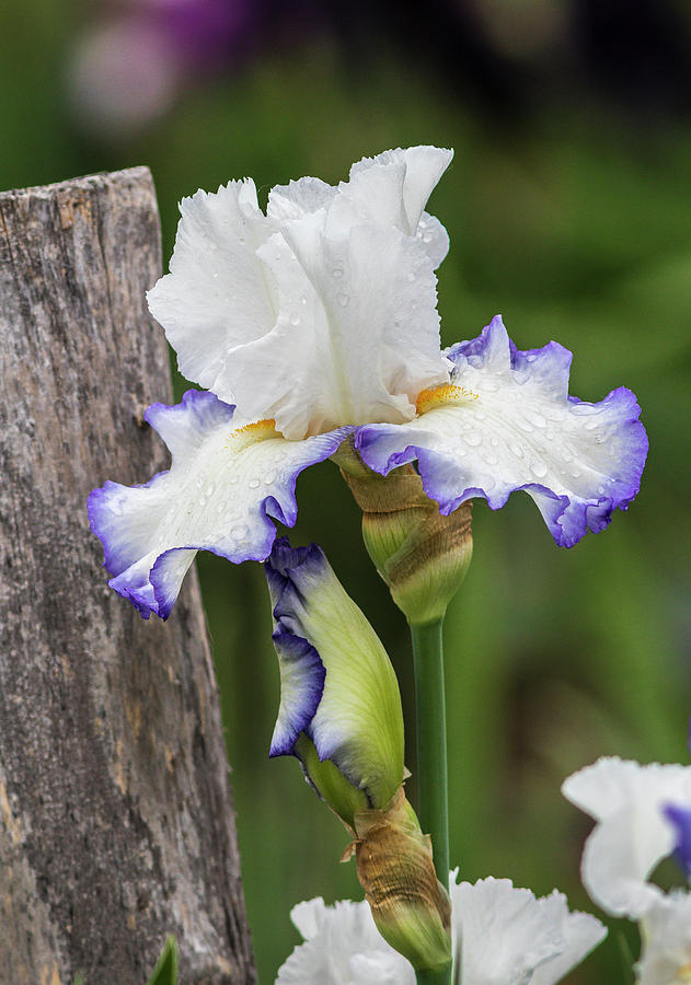 Queens Circle Iris Photograph by Mark Mille