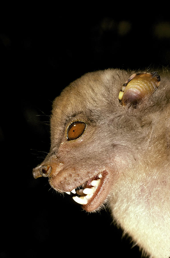 Queensland Tube-nosed Bat Photograph by Graham Anderson