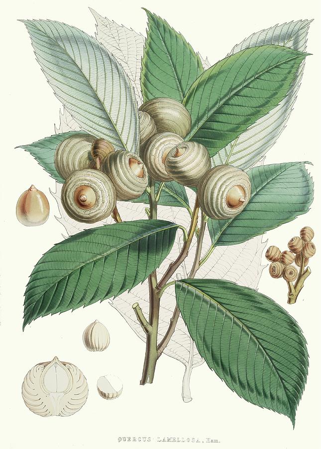 Quercus Lamellosa, Ham by Walter Fitch Hood