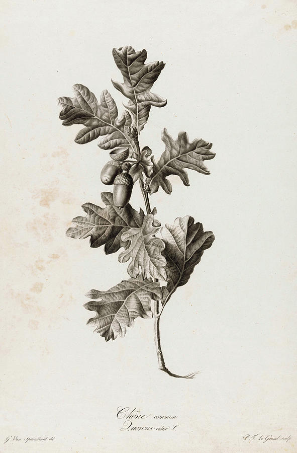 Quercus robur, 1801 Painting by Pierre Francois Legrand - Fine Art America