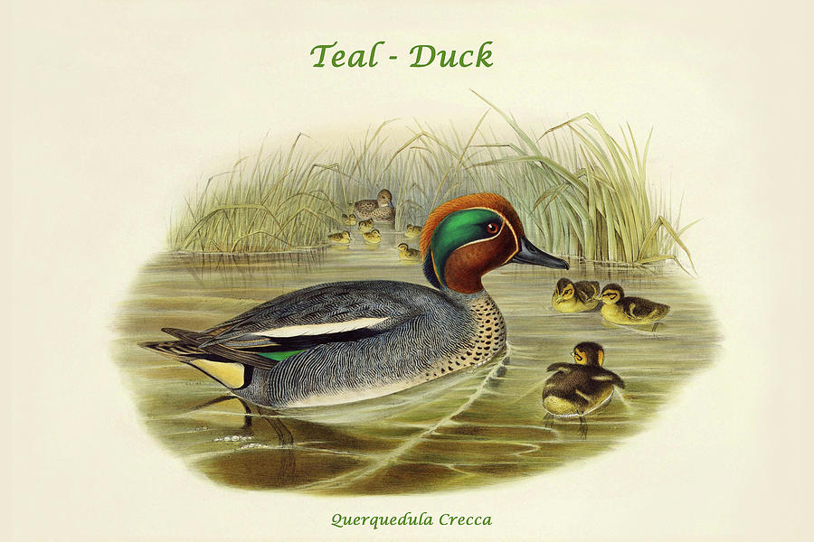 Querquedula Crecca - Teal - Duck Painting by John Gould