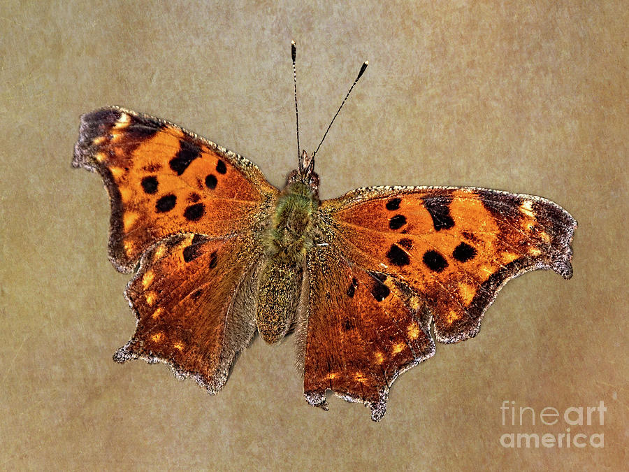 Question Mark Butterfly Photograph by Barbara McMahon