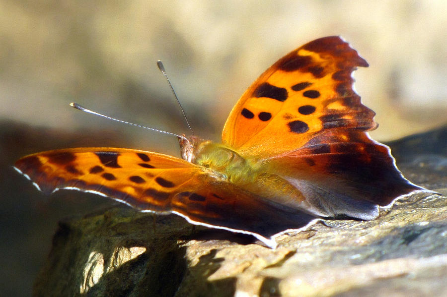 Question Mark Butterfly  Photograph by Susan Hope Finley