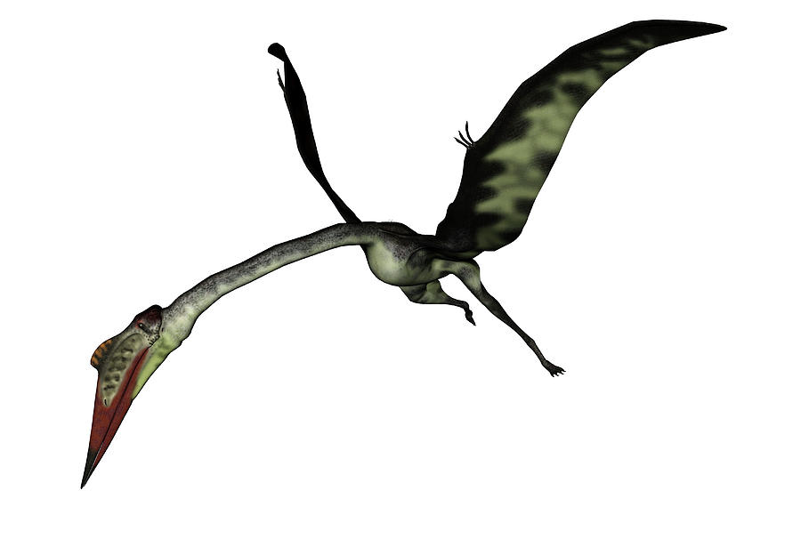 Quetzalcoatlus Flying Head Down Photograph by Elena Duvernay