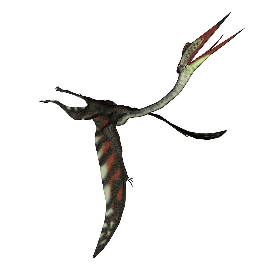 Quetzalcoatlus Flying Head Up, Isolated Photograph by Elena Duvernay ...