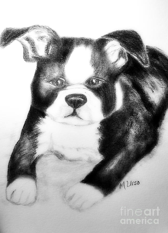 Quick Charcoal - Boston Terrier Drawing by Maria Urso