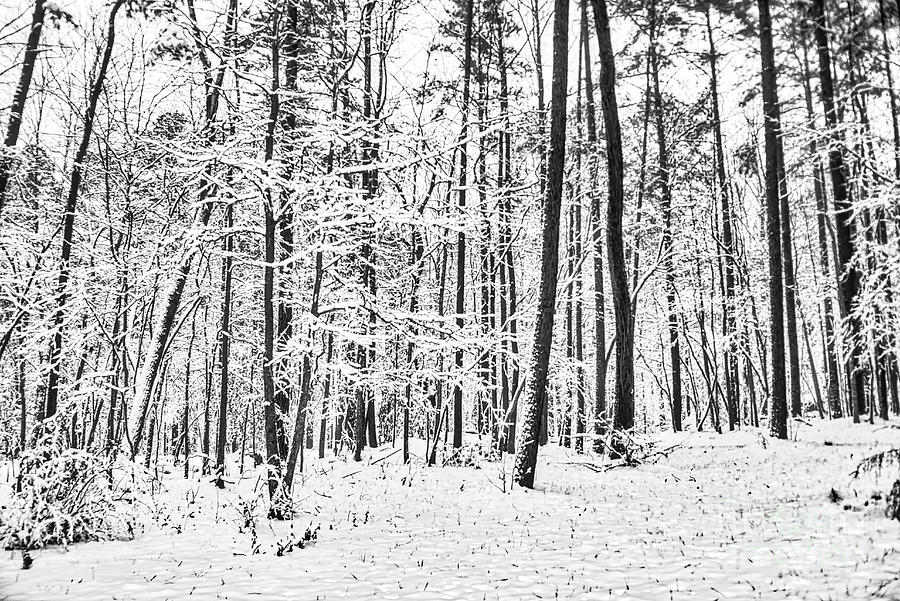 Quiet Snow by James Foshee Quiet Snow by James Foshee