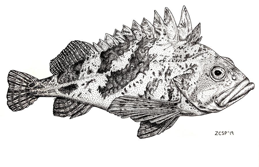 Fish Drawing - Quillback Rockfish - Sebastes maliger by Zephyr Polk