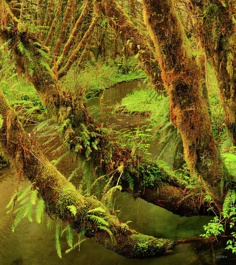 Quinault Rain Forest Photograph by Leland D Howard