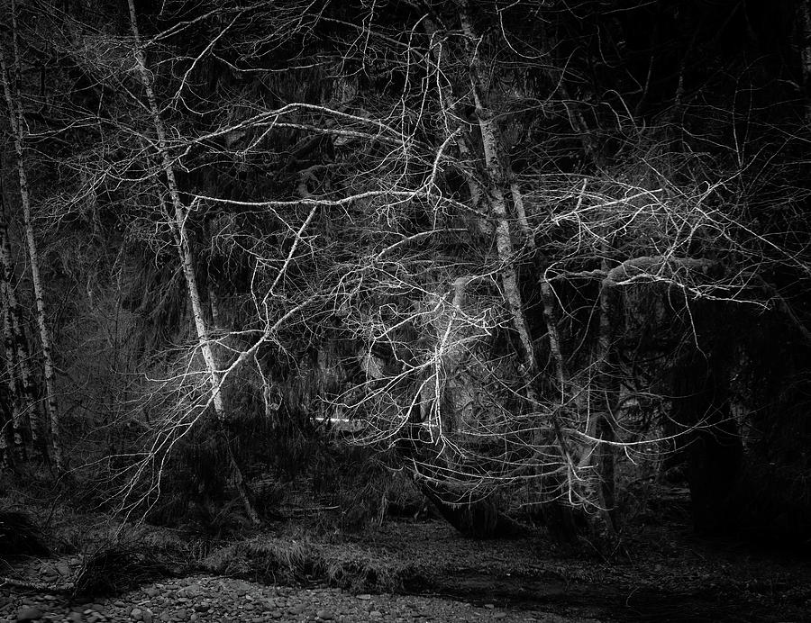 Quinault River Trees in Winter 1 Photograph by Mike Penney | Fine Art ...