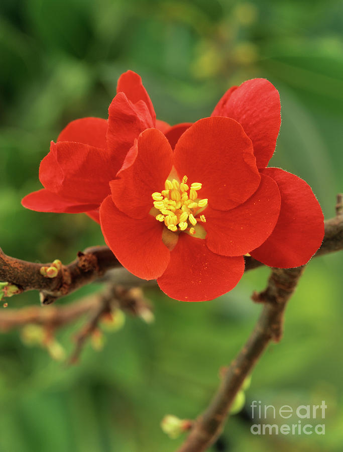 Quince cardinalis Flower Photograph by Geoff Kidd/science Photo Library