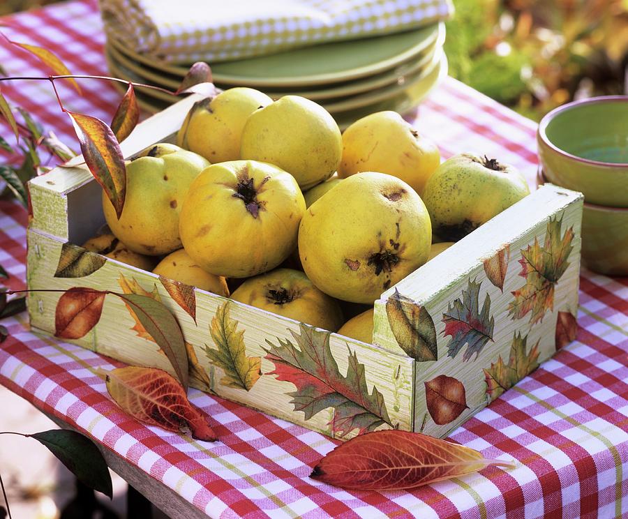 Quince In Wooden Box Decorated With Autumn Leaves Photograph by Strauss, Friedrich
