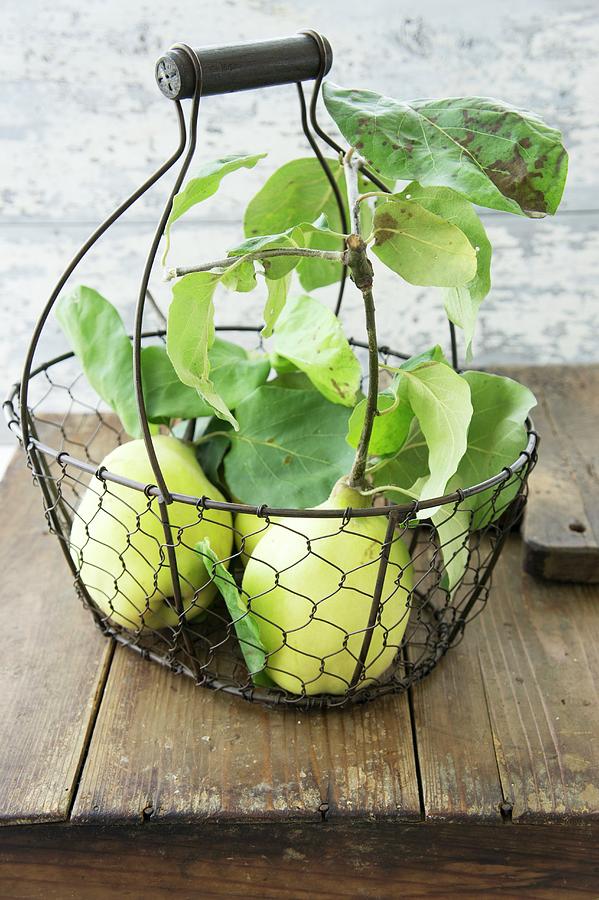 Quinces In A Wire Basket Photograph by Martina Schindler