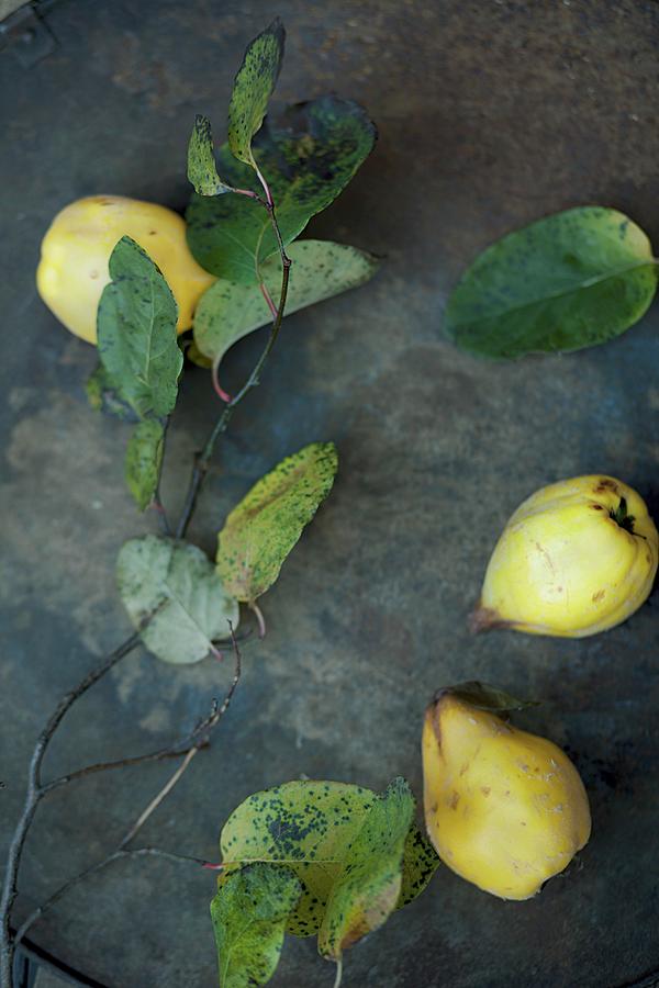 Quinces, Twigs And Leaves Photograph by Grossmann.schuerle Jalag