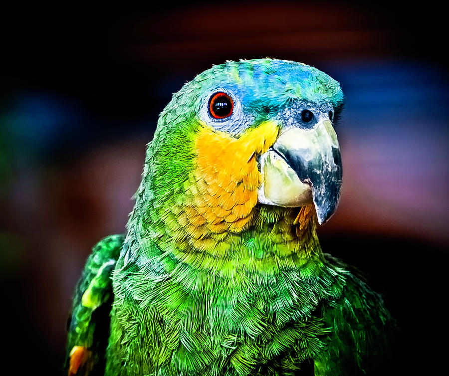 Parrot Photograph - Quinny by Laura M. Vear
