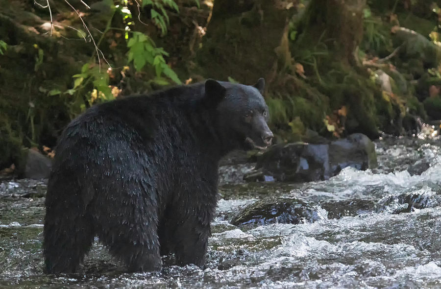 Quinsam Black Bear Photograph by Randy Hall