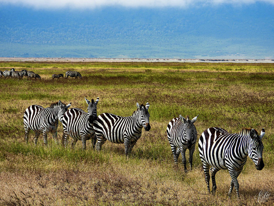 Quintessential Africa by Elie Wolf Quintessential Africa by Elie Wolf