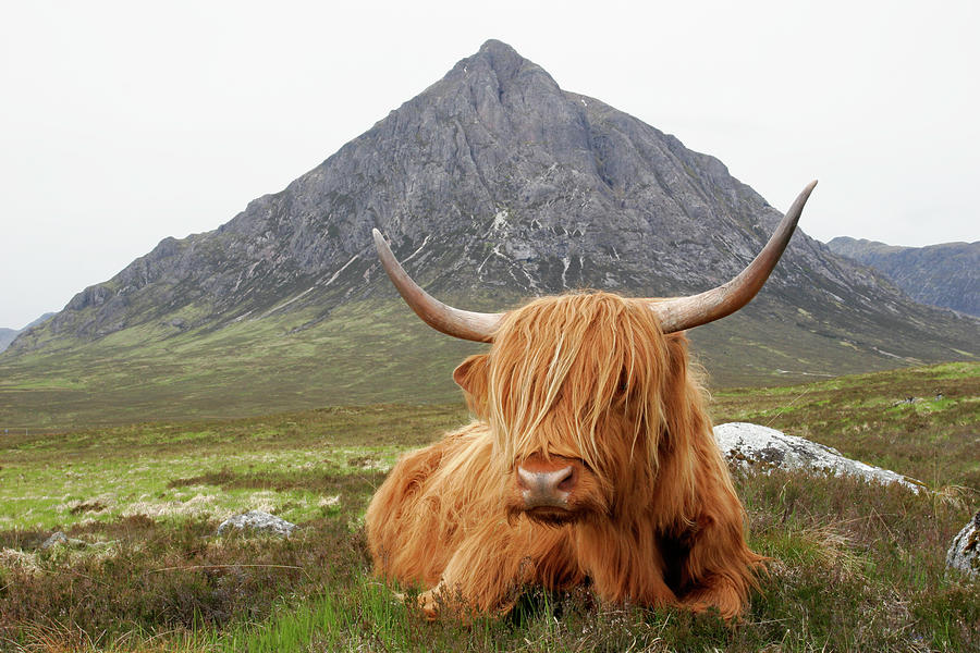 Quintessential Scotland Photograph by Thedman