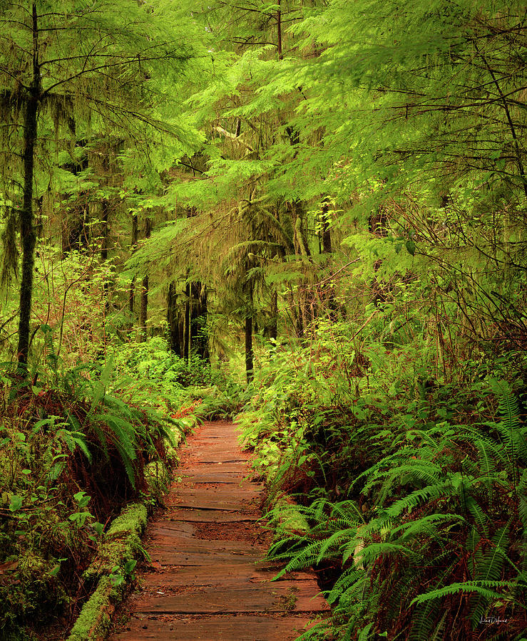Nature Photograph - Quinualt Rain Forest Path by Leland D Howard