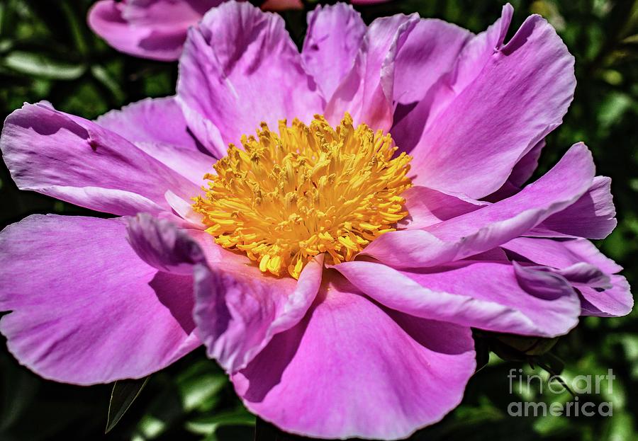 Quite The Charmer Bowl Of Beauty Peony Photograph