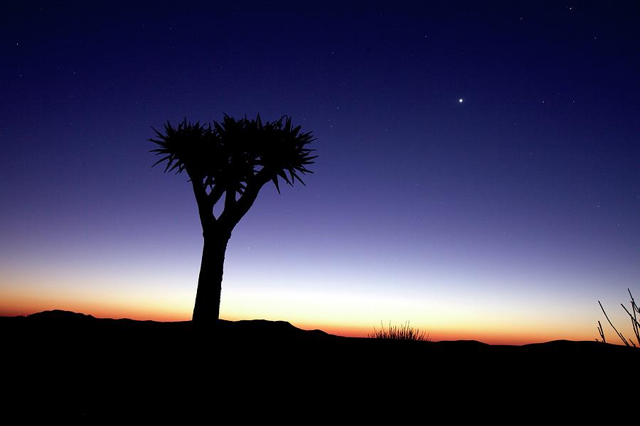 Quiver Tree aloe Dichotoma Shortly After Sunset, Namibia Photograph by Jrg Reuther
