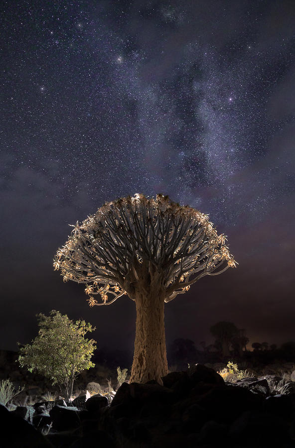 Quiver Tree And Milky Way A733729 Photograph by Joanaduenas