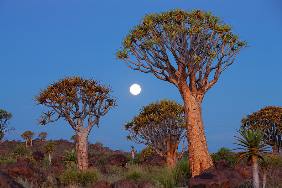 Quiver Tree At Sunset Aloe Photograph by Nhpa
