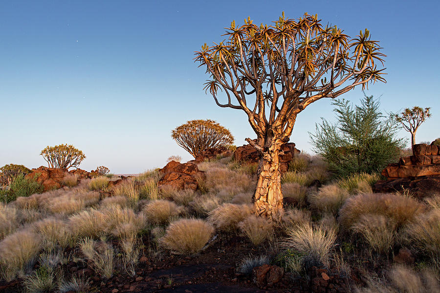 Quiver Tree Forest In Southern Namibia Photograph by Sa*ga Photography