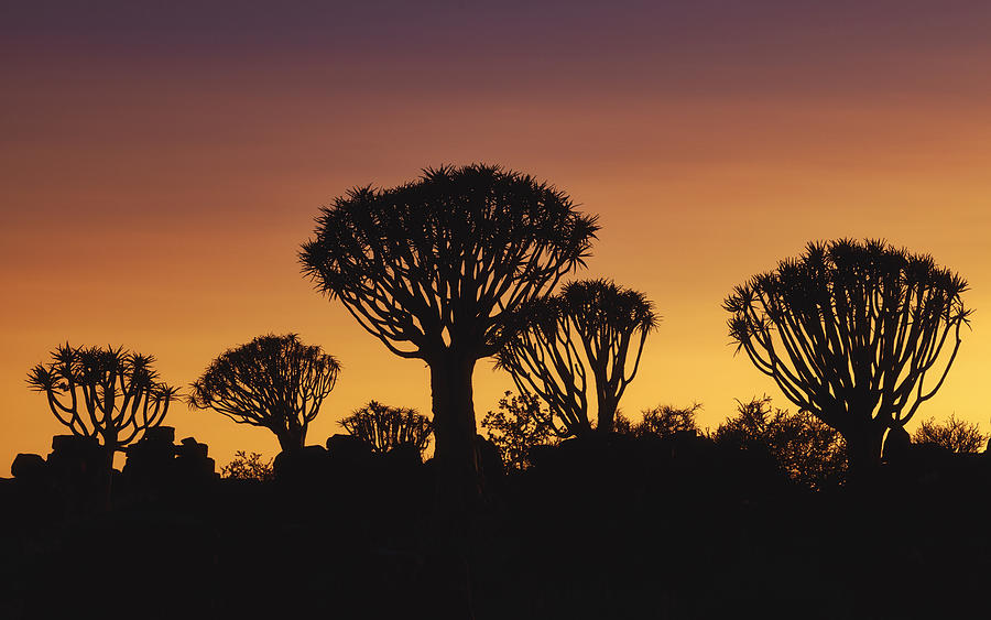 Quiver Tree Forest Photograph by Michael Zheng - Fine Art America