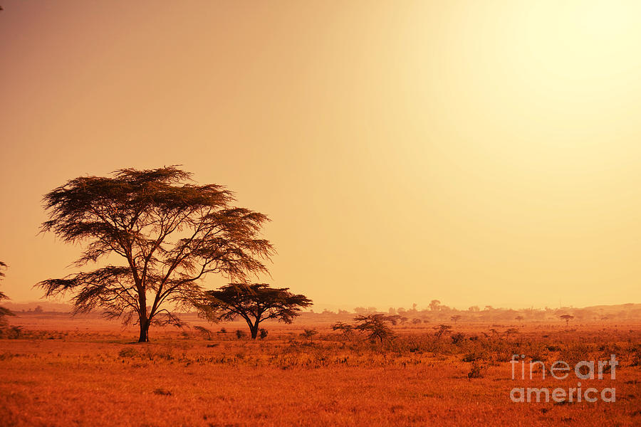 Southern Photograph - Quiver Tree In Namibia, Africa by Galyna Andrushko Southern Photograph - Quiver Tree In Namibia, Africa by Galyna Andrushko