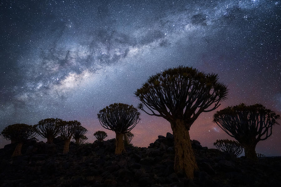 Quiver Trees And Milky Way Photograph by Willa Wei