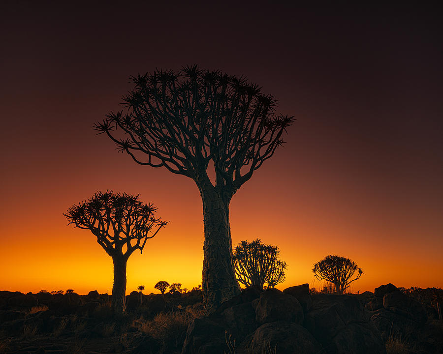 Quiver Trees At Sunset Photograph by Joan Zhang - Fine Art America