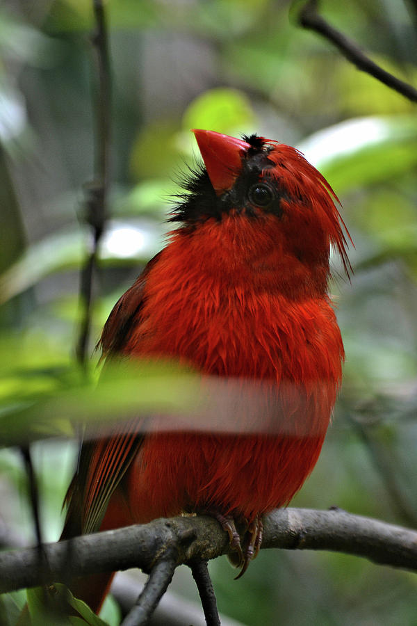 Quizzical Cardinal Photograph by Tara Potts