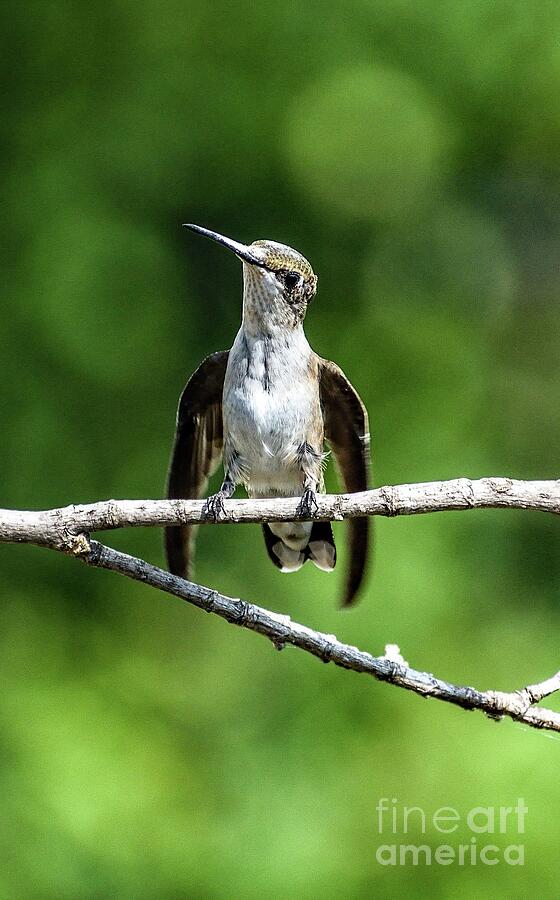 Quizzical Ruby-throated Hummingbird by Cindy Treger Quizzical Ruby-throated Hummingbird by Cindy Treger