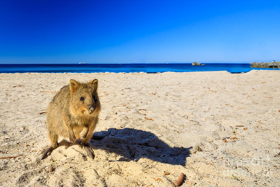 Quokka on the beach Photograph by Benny Marty