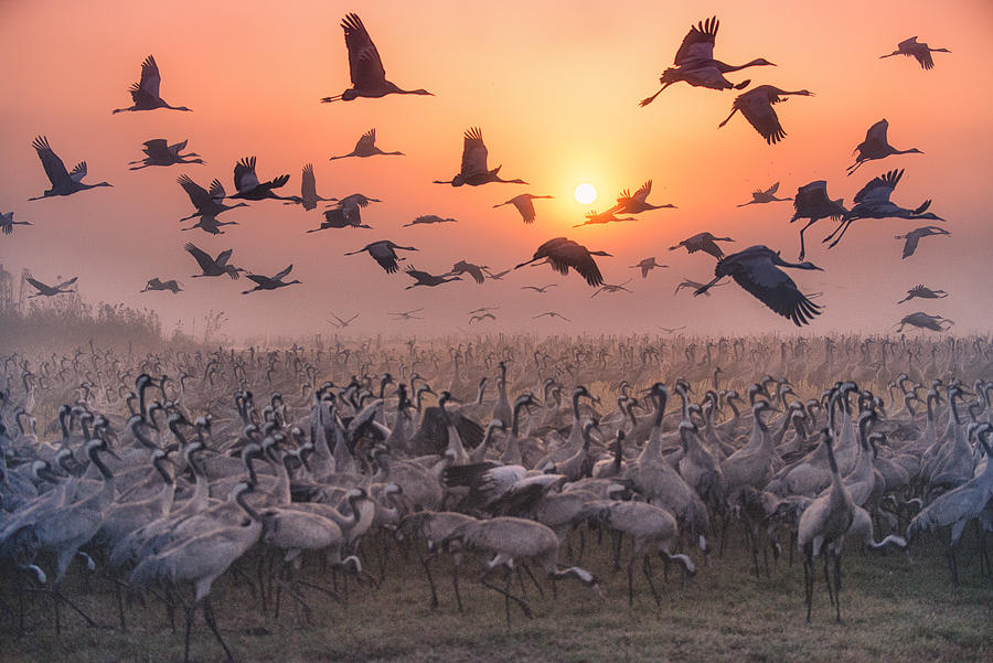 Nature Photograph - "cranes At Sunrise" Series by Keren Or