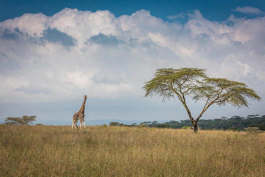 "east Africa" Photograph by Jeffrey C. Sink