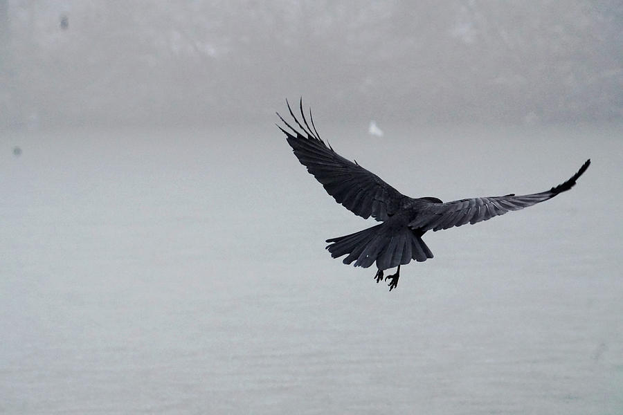 Quoth the Raven Photograph by Brandy Herren