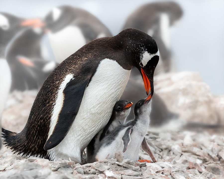Penguin Photograph - "i Am Hungry" No. 2 by Siyu And Wei Photography