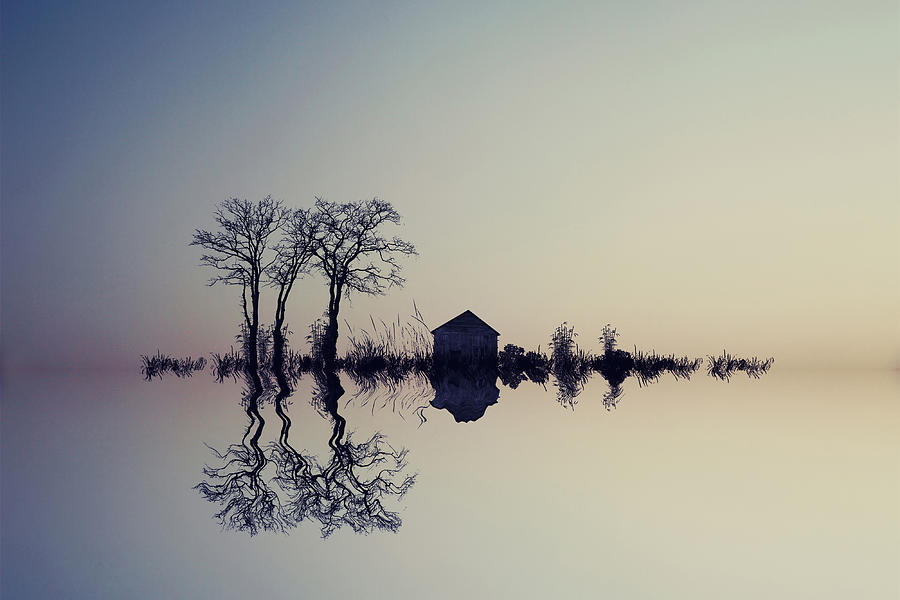 Tree Photograph - "in The Horizon" by Asef Azimaie