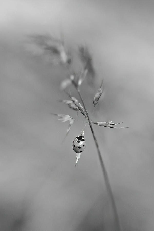 "ladybug B&w" Photograph By Markusmarkus - Fine Art America