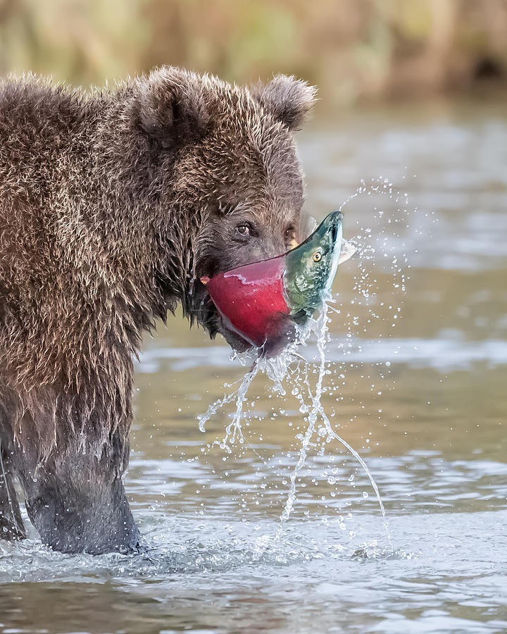 Salmon Photograph - "look My Catch" by Siyu And Wei Photography